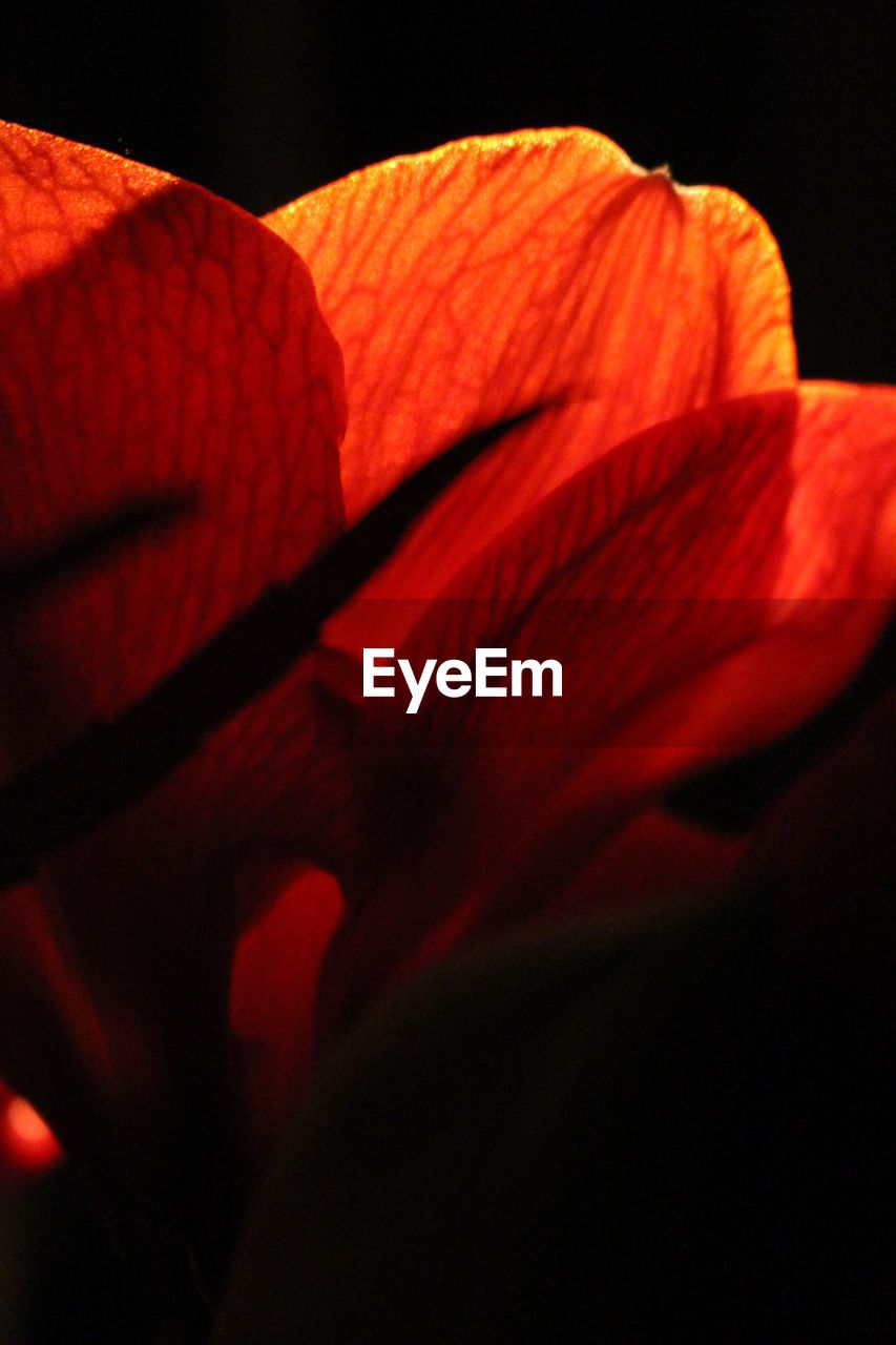 Macro shot of orange flower against black background