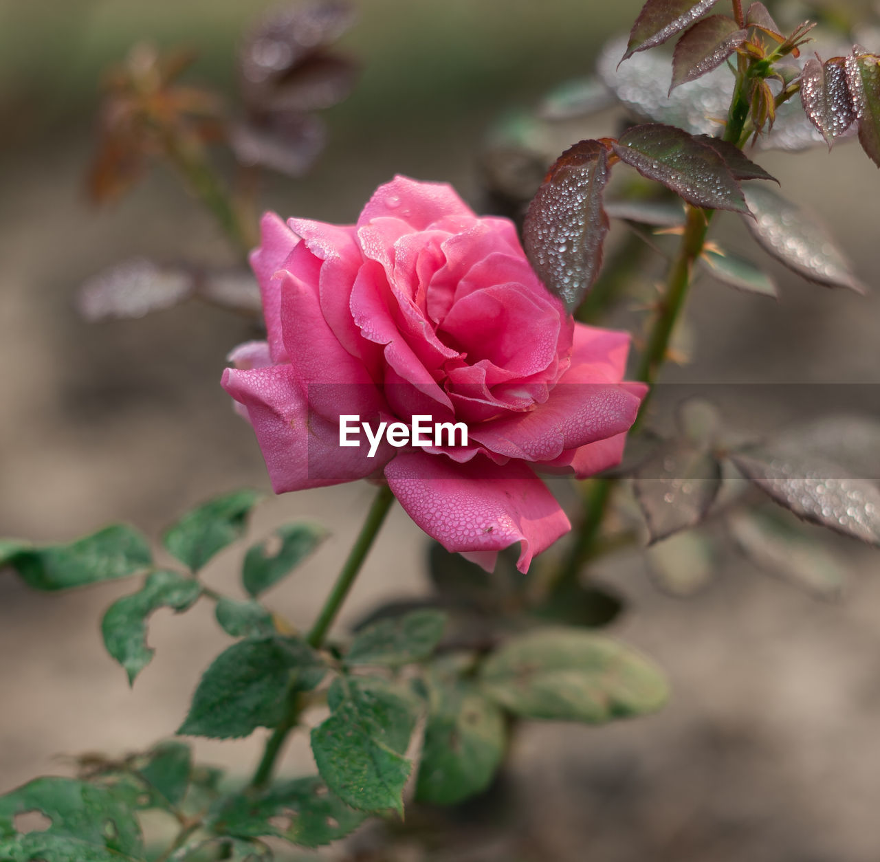 CLOSE-UP OF PINK ROSES