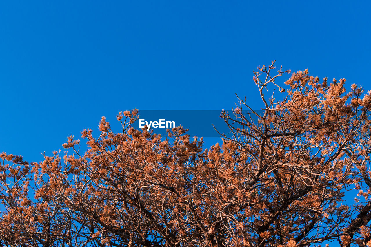 Low angle view of flower tree against clear blue sky