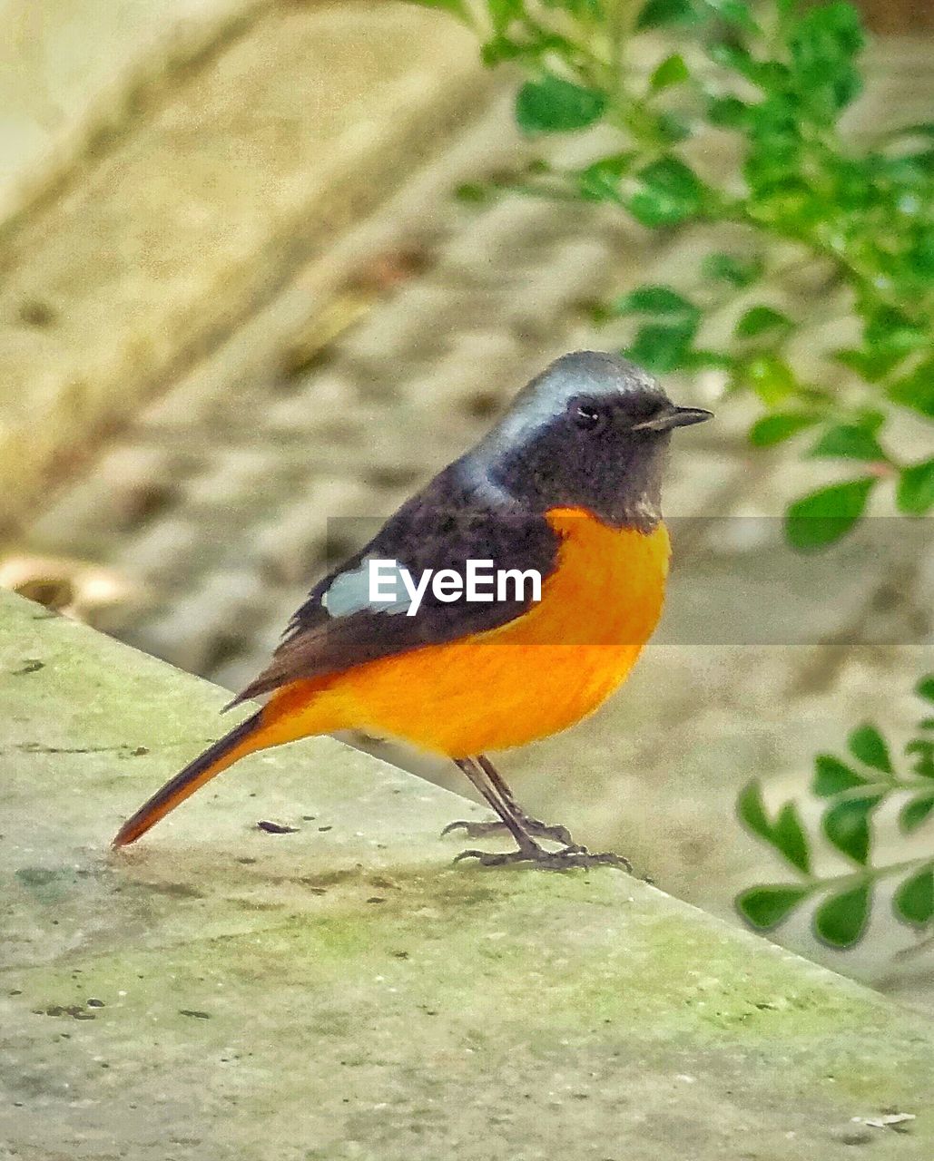 CLOSE-UP OF BIRD PERCHING OUTDOORS