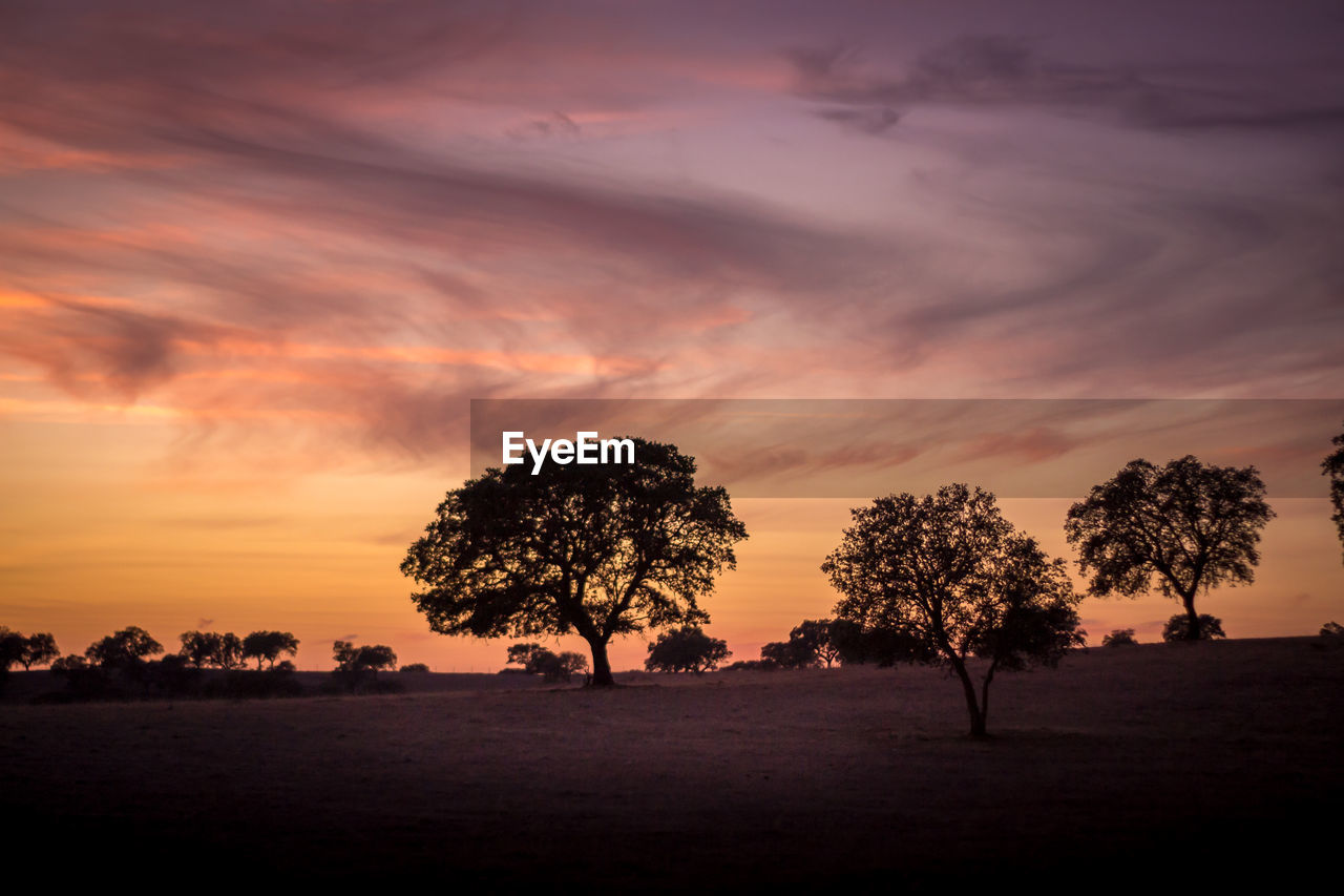 Silhouette trees on landscape against sky during sunset