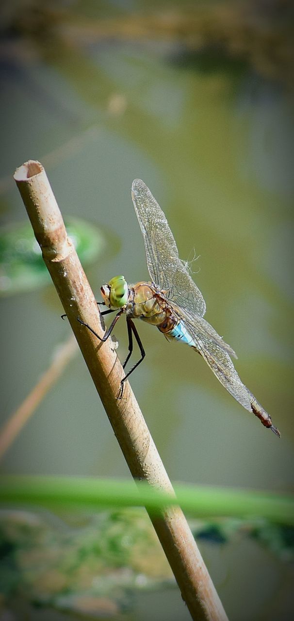 CLOSE-UP OF DRAGONFLY ON PLANT OUTDOORS