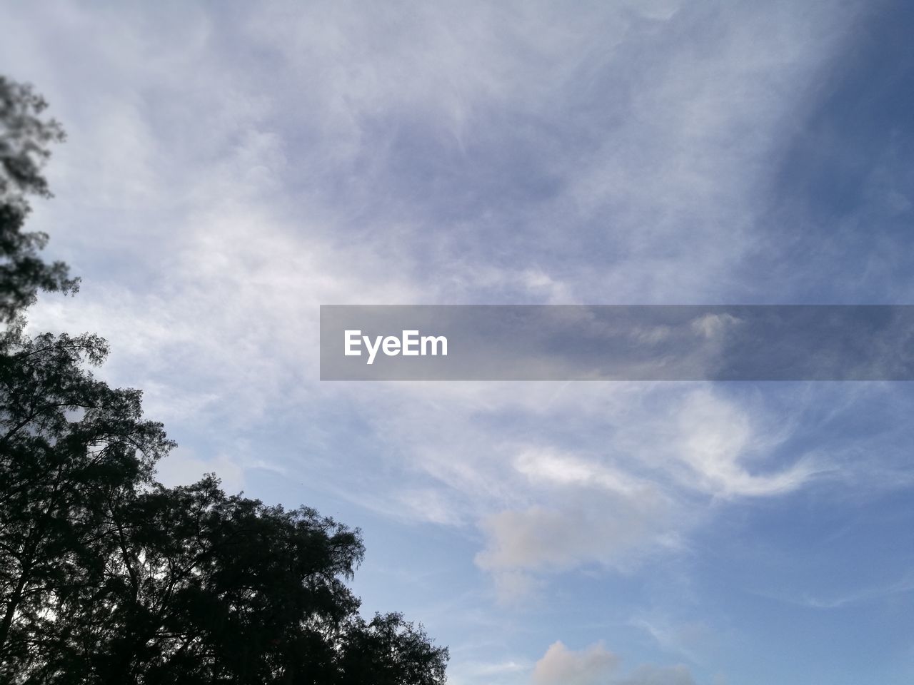 LOW ANGLE VIEW OF TREES AGAINST SKY