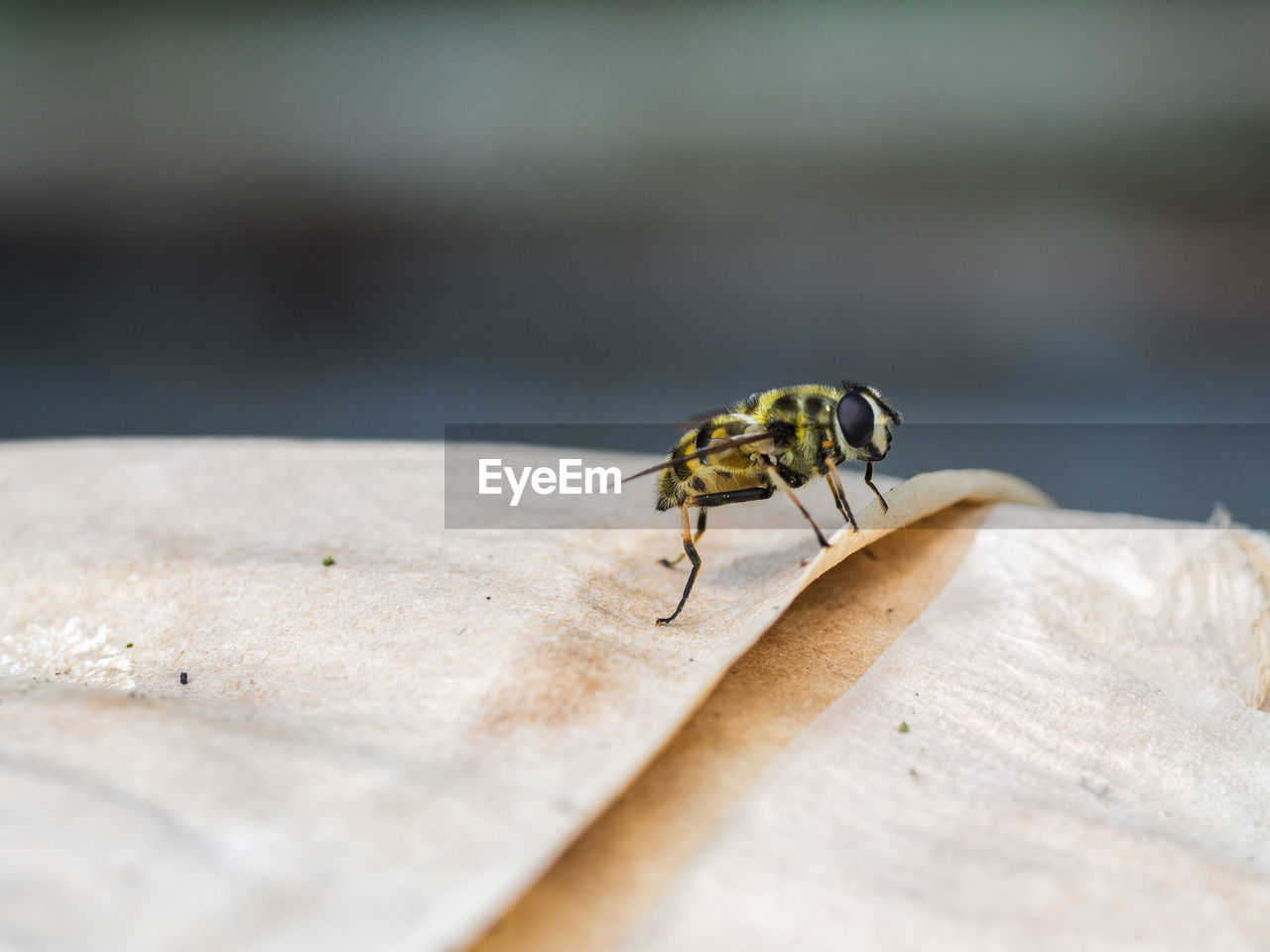 Close-up of honey bee on tarpaulin