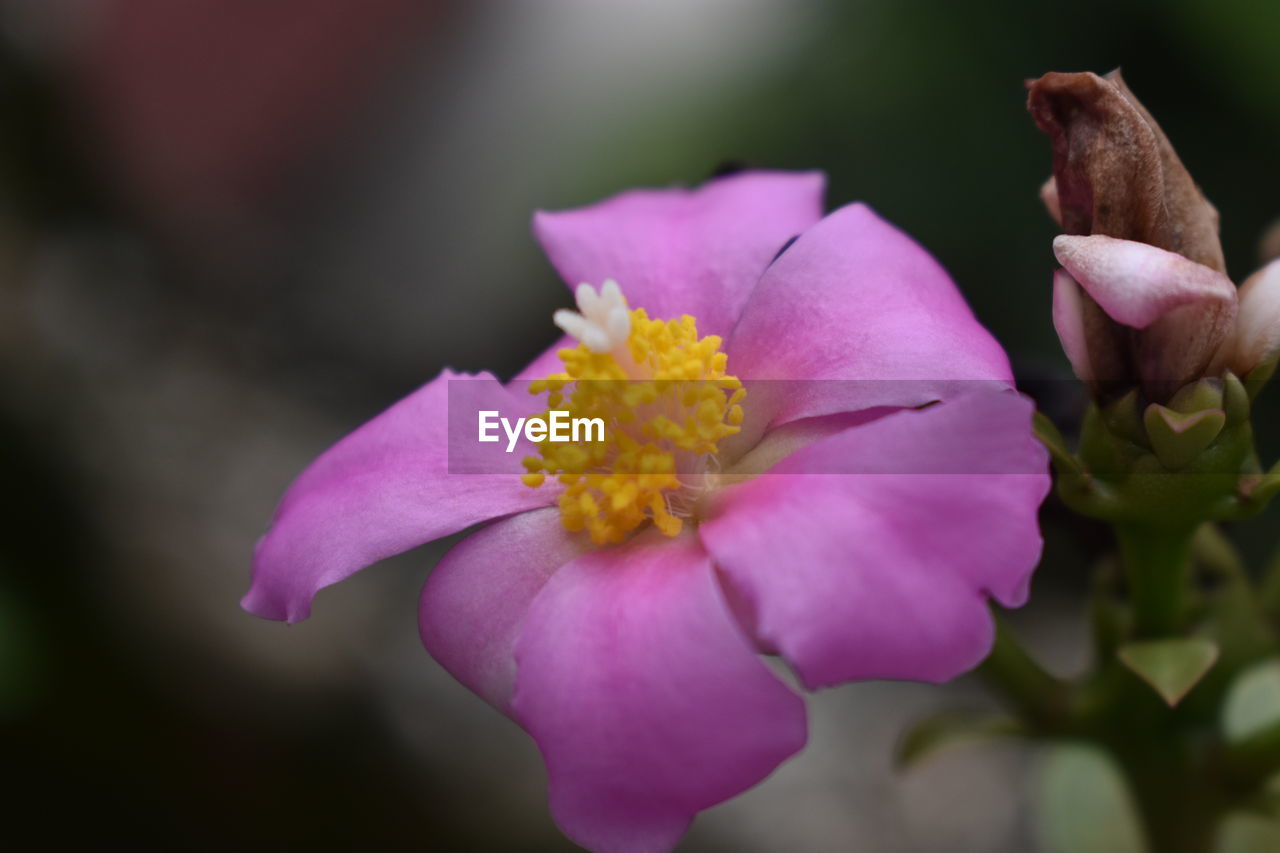 Close-up of pink flower