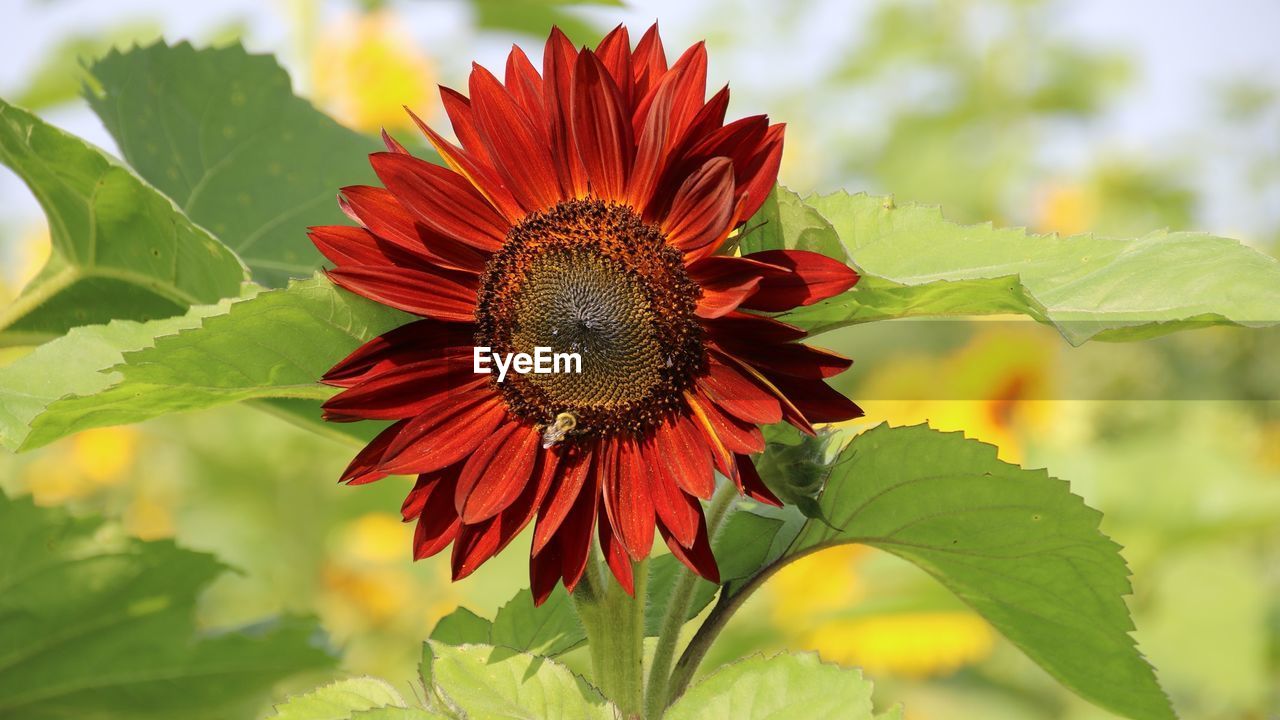 plant, flower, flowering plant, beauty in nature, freshness, leaf, plant part, sunflower, nature, flower head, growth, petal, close-up, macro photography, fragility, inflorescence, no people, red, green, outdoors, animal wildlife, pollen, insect, wildflower, animal themes, yellow, animal, day, focus on foreground, botany, summer, field