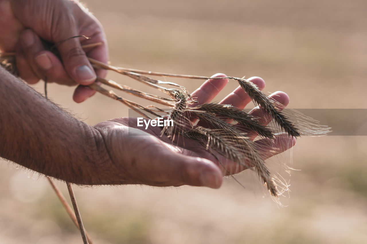 Male hands holding golden wheat ears