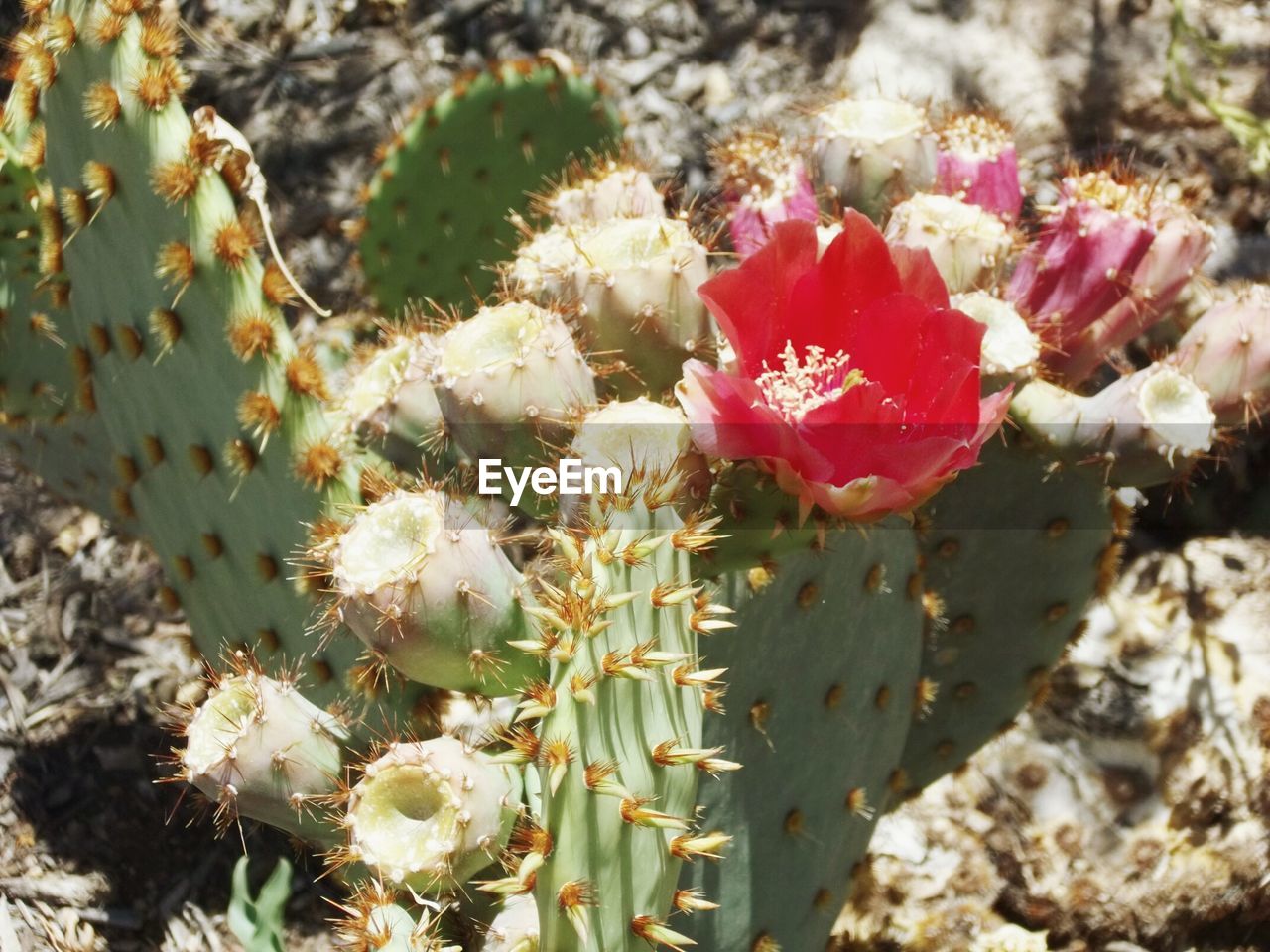 Close-up of red flower on prickly pear cactus
