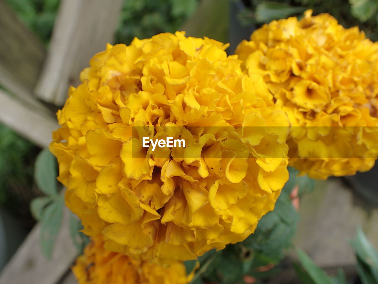 CLOSE-UP OF YELLOW MARIGOLD