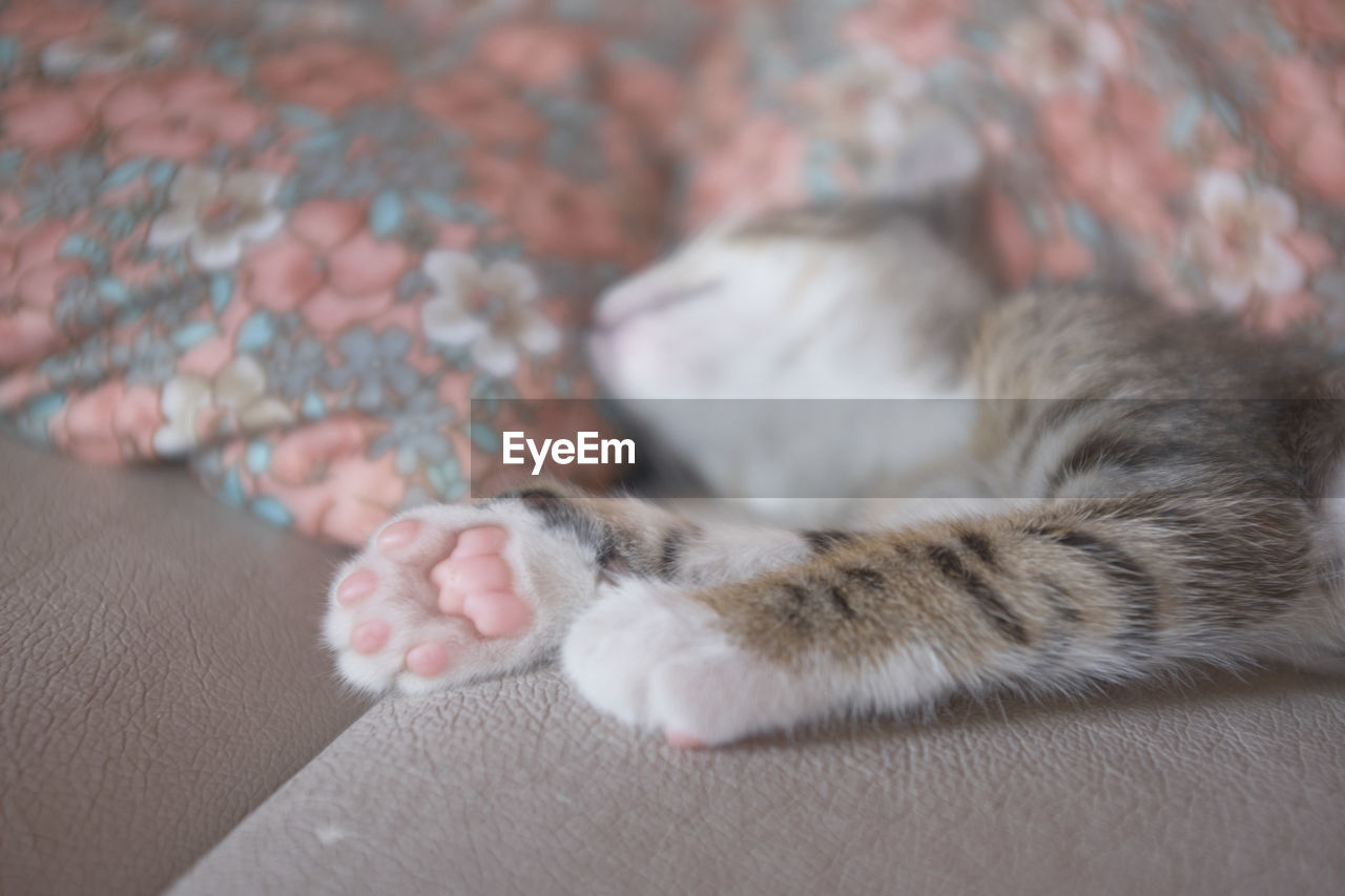 CLOSE-UP OF CAT LYING ON CARPET