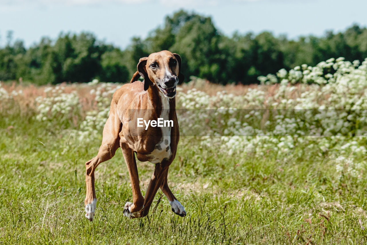 Azawakh dog lifted off the ground during the dog racing competition running straight into camera