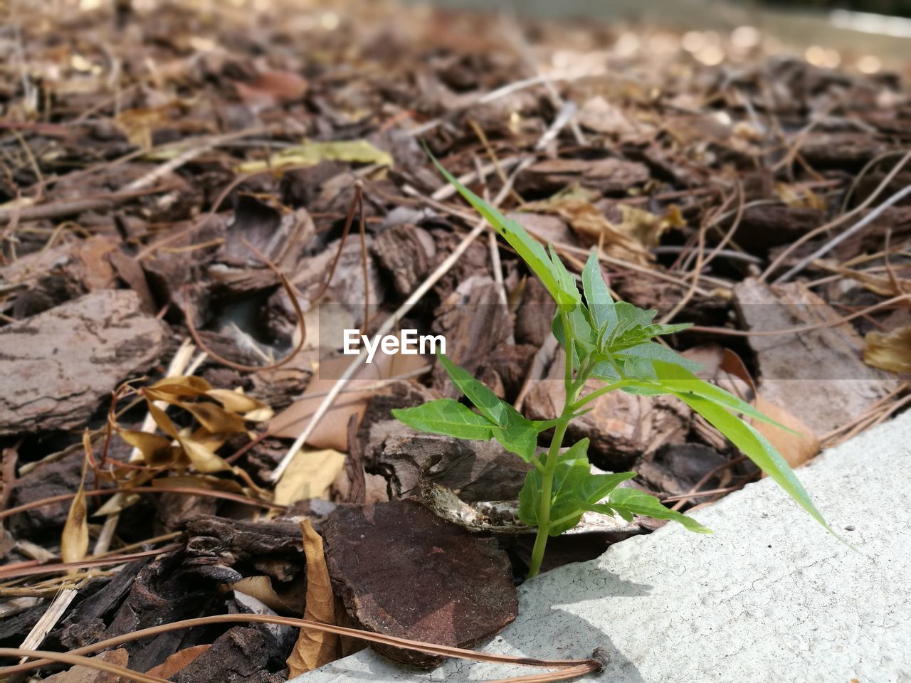 Close-up high angle view of plants