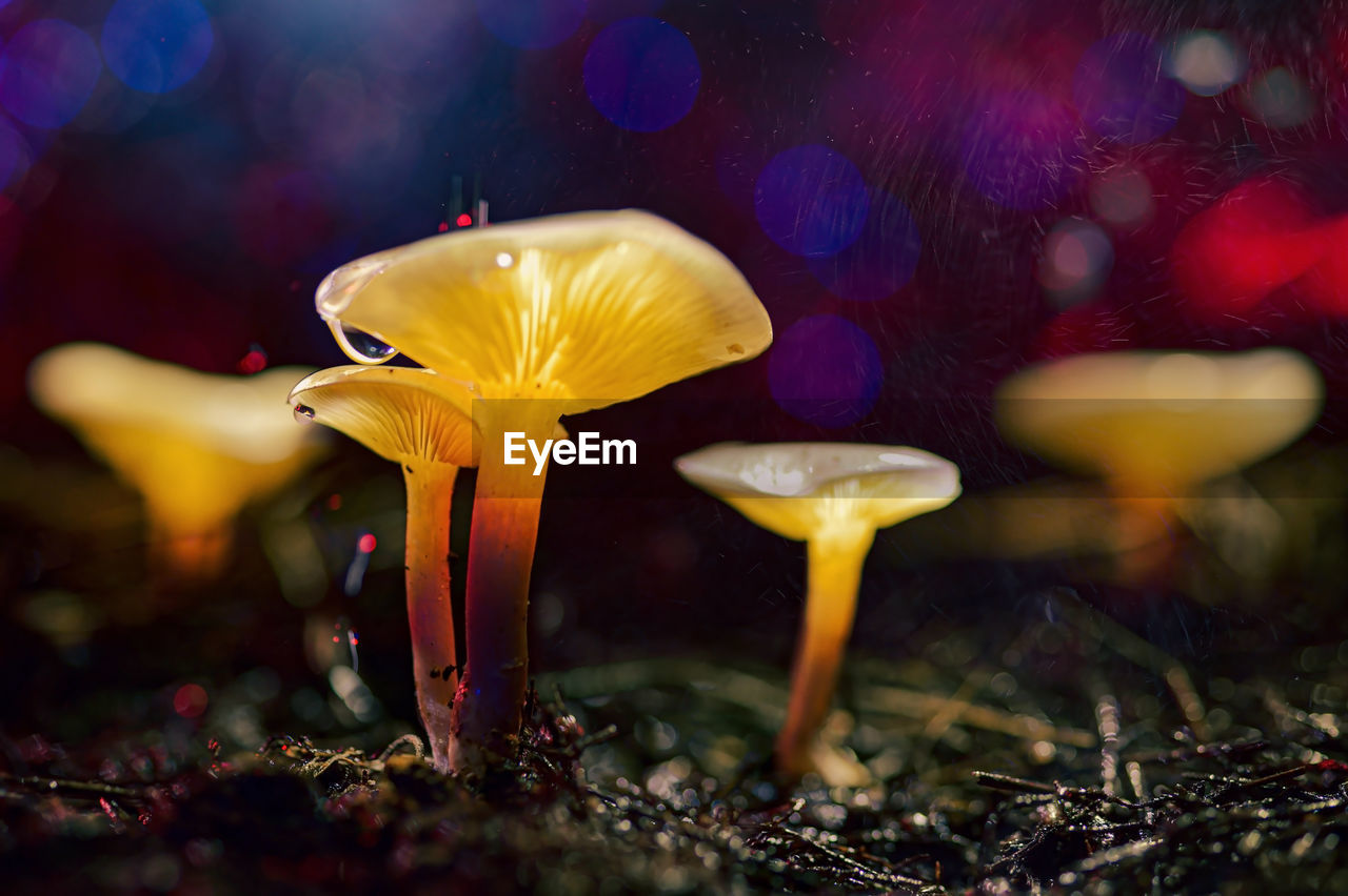 yellow, macro photography, mushroom, plant, fungus, nature, beauty in nature, vegetable, flower, food, close-up, no people, growth, forest, freshness, outdoors, land, fragility, autumn, leaf, water, selective focus, tree, night, animal wildlife