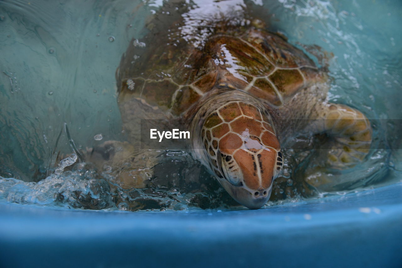 CLOSE-UP OF ANIMAL SWIMMING IN SEA