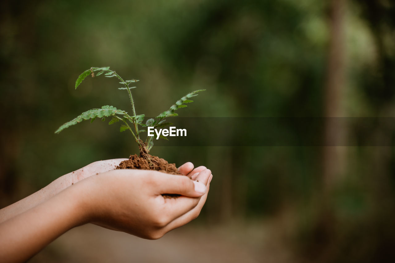 Cropped hand of person holding seedling