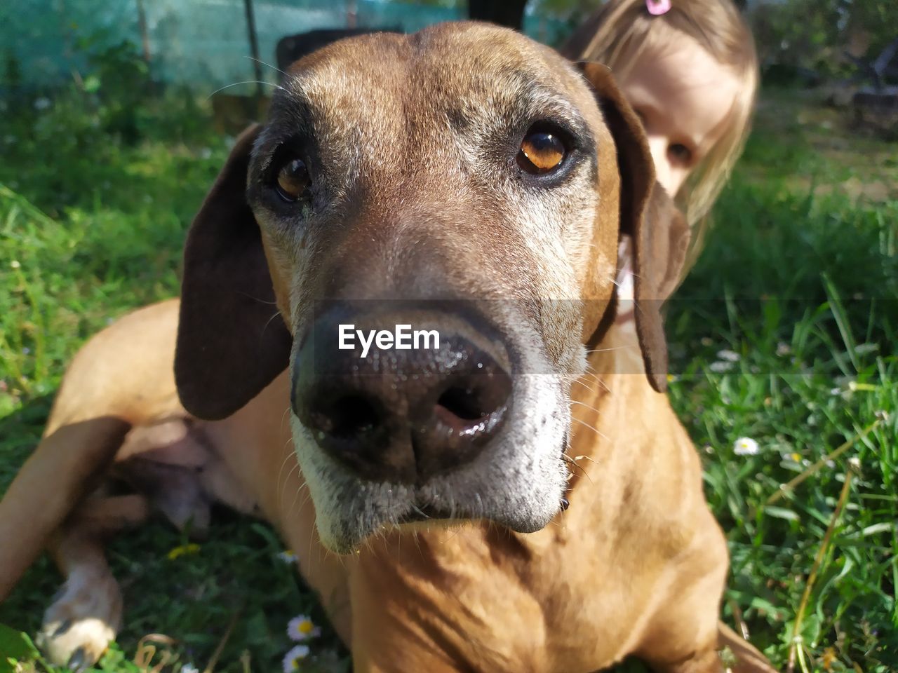 Close-up portrait of dog on field