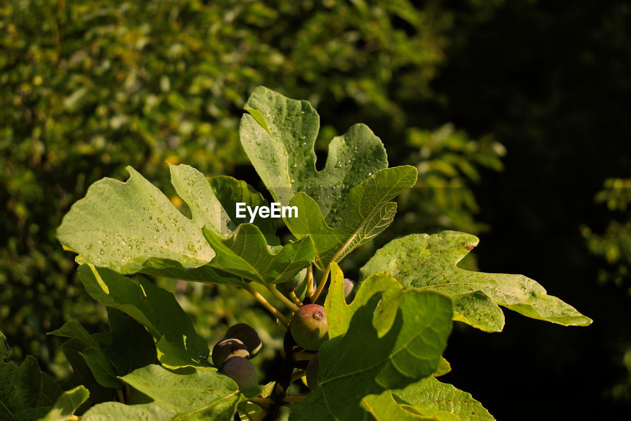 Close-up of fresh green leaves on plant