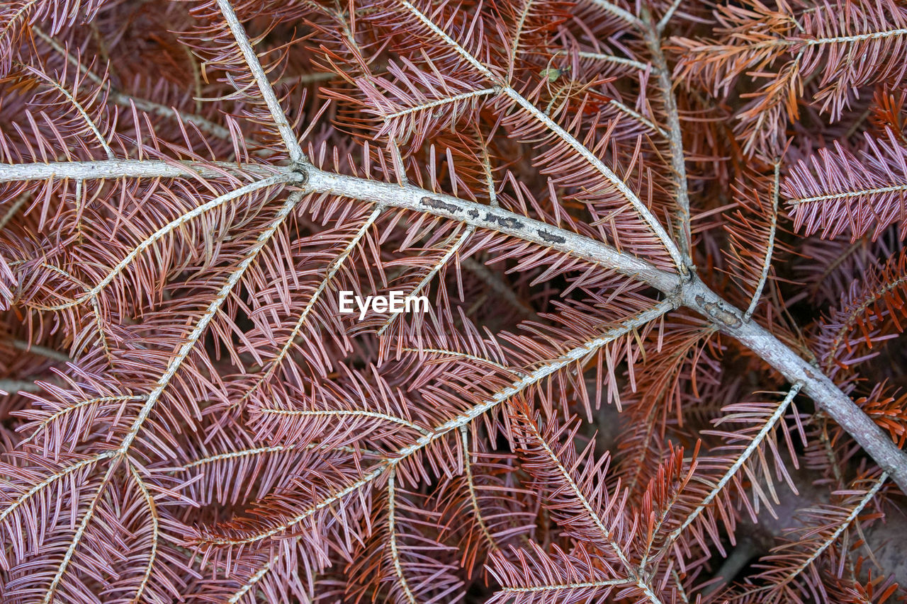 FULL FRAME SHOT OF PALM LEAVES