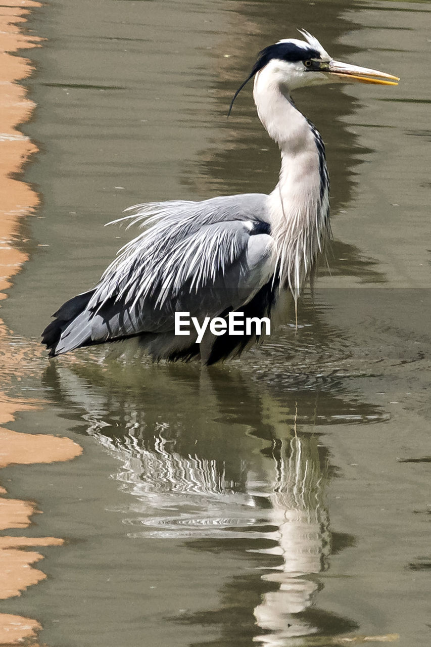 BIRD IN A LAKE