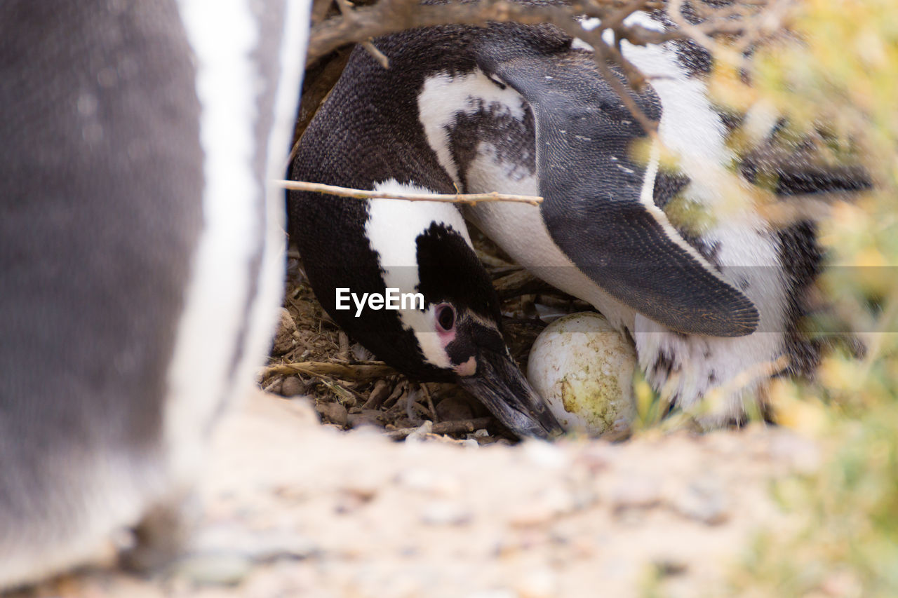 animal themes, animal, mammal, animal wildlife, one animal, bird, wildlife, no people, close-up, nature, selective focus, animal body part, day, outdoors, eating, domestic animals, beak, young animal
