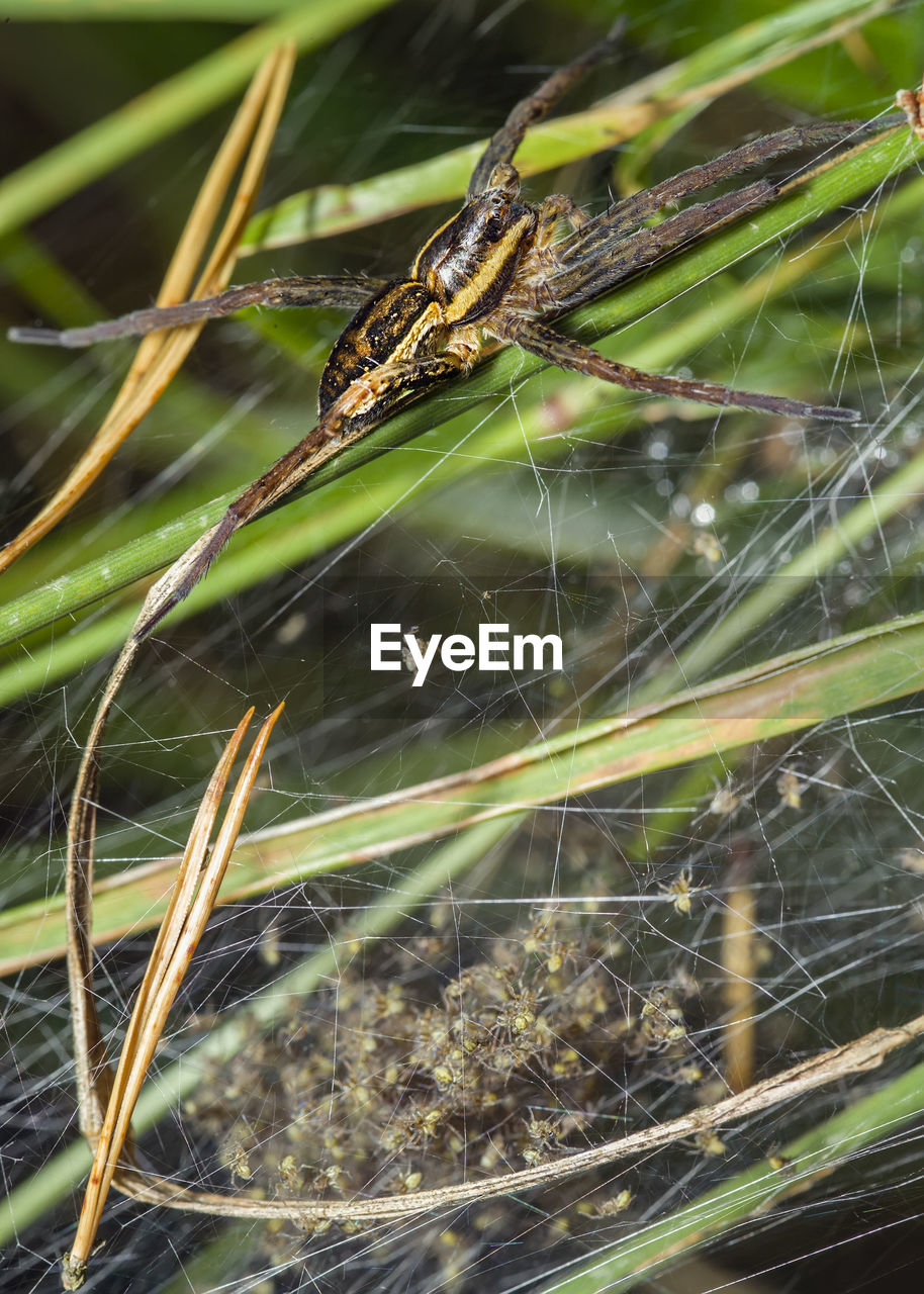 CLOSE-UP OF SPIDER ON WEB AGAINST PLANTS