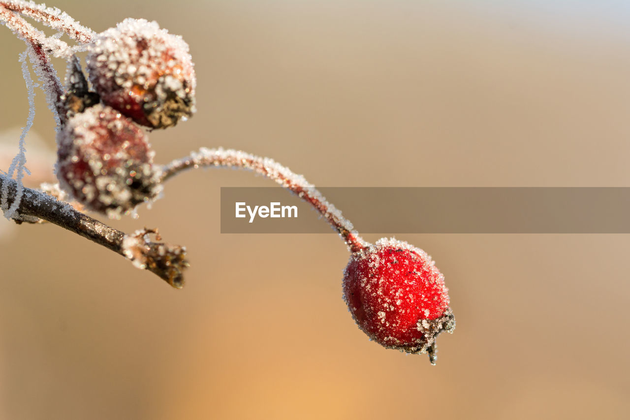 CLOSE-UP OF BERRIES ON PLANT DURING WINTER