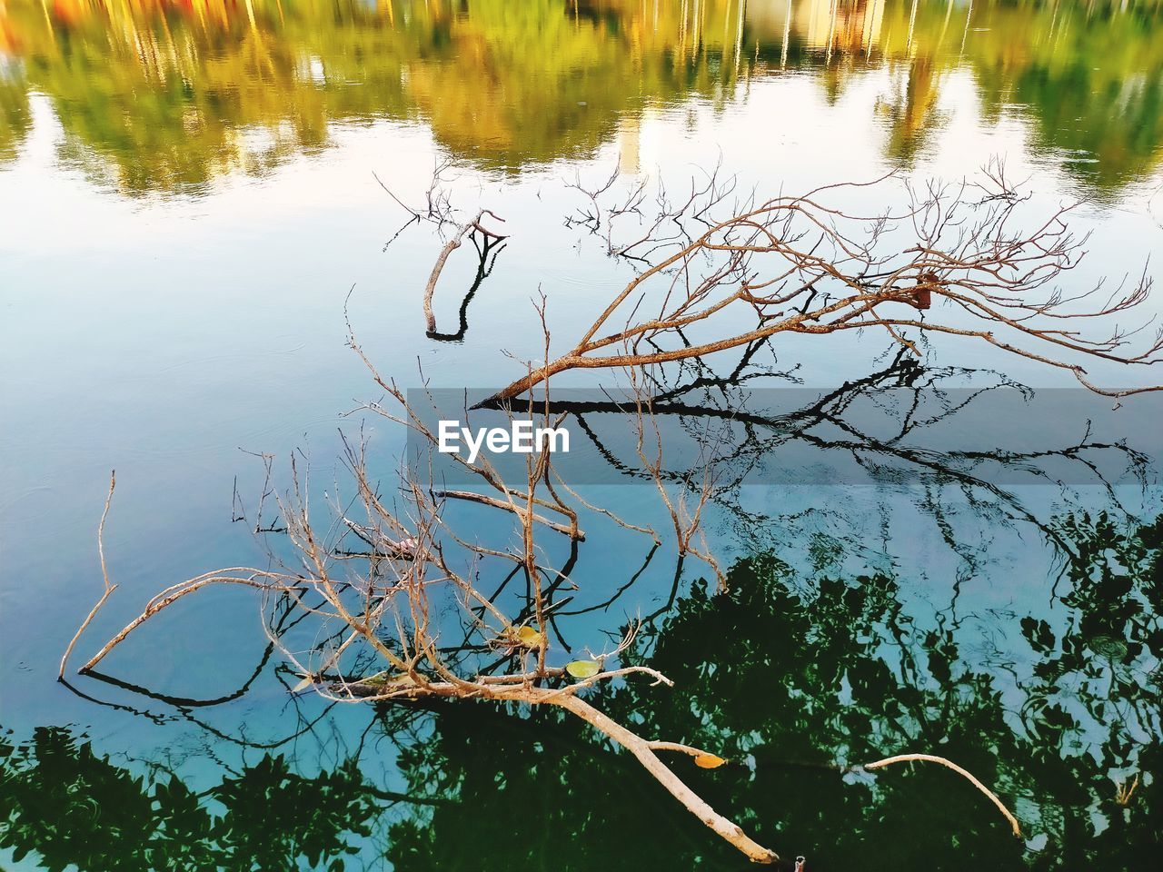 Dead tree in a lake with reflection