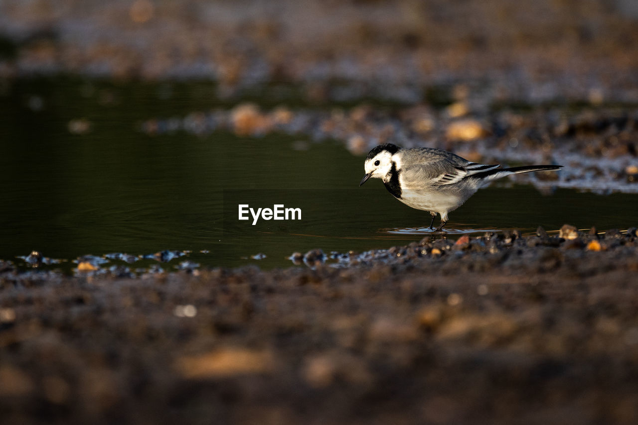 Bird perching on field