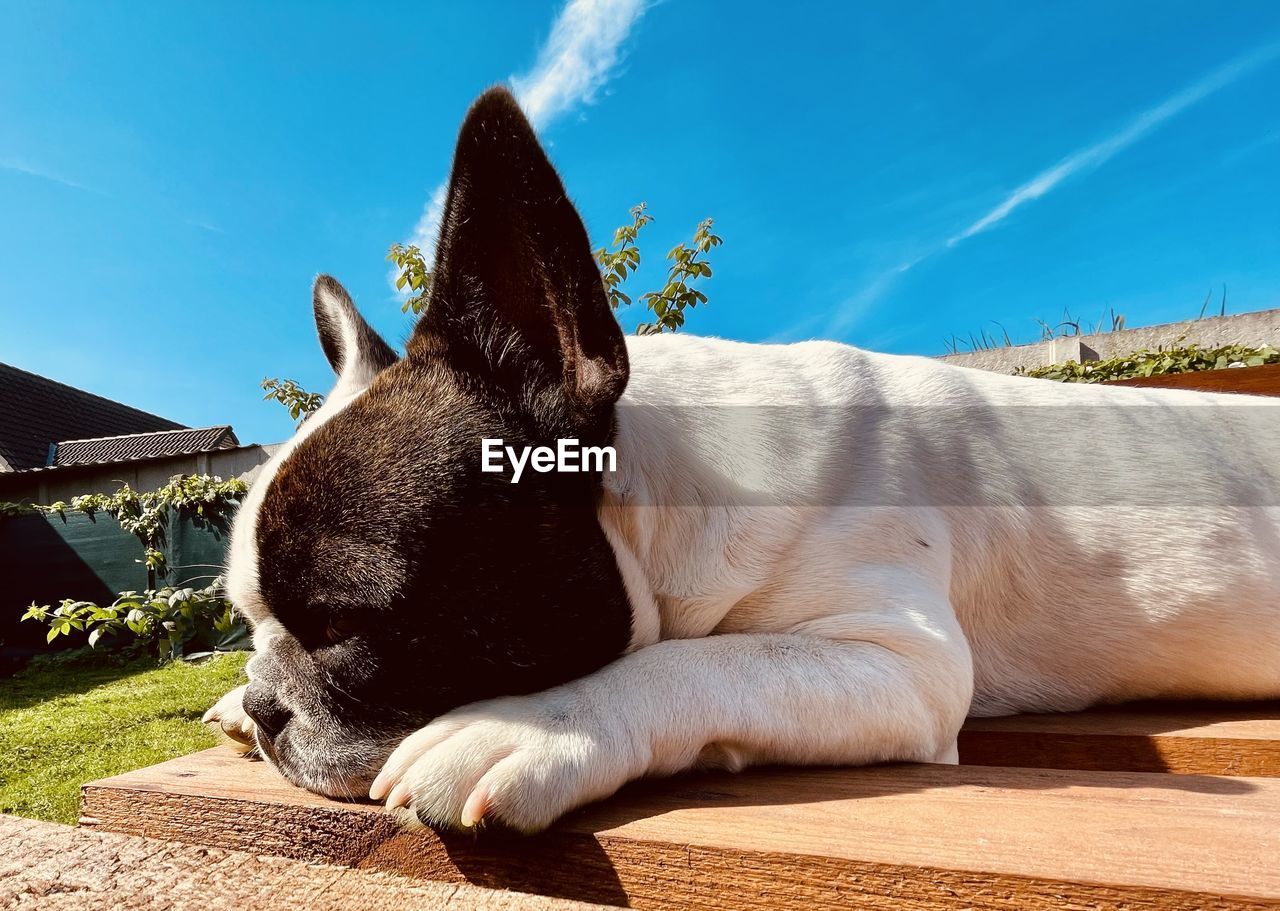 CLOSE-UP OF DOG RESTING