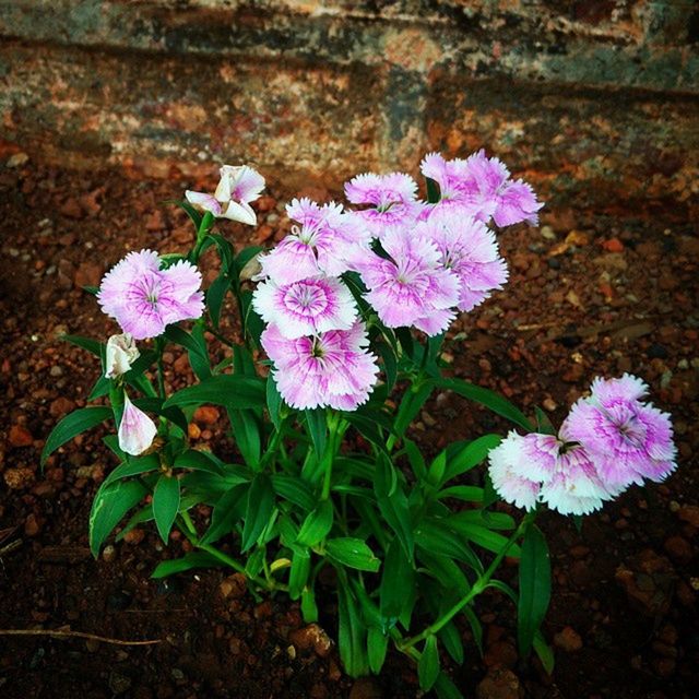 CLOSE-UP OF PURPLE FLOWERS BLOOMING OUTDOORS