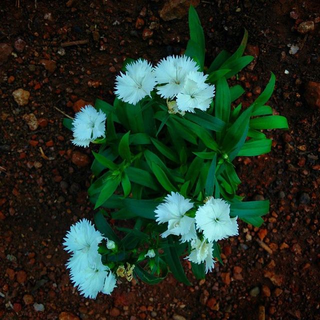 CLOSE-UP OF WHITE FLOWERS BLOOMING OUTDOORS