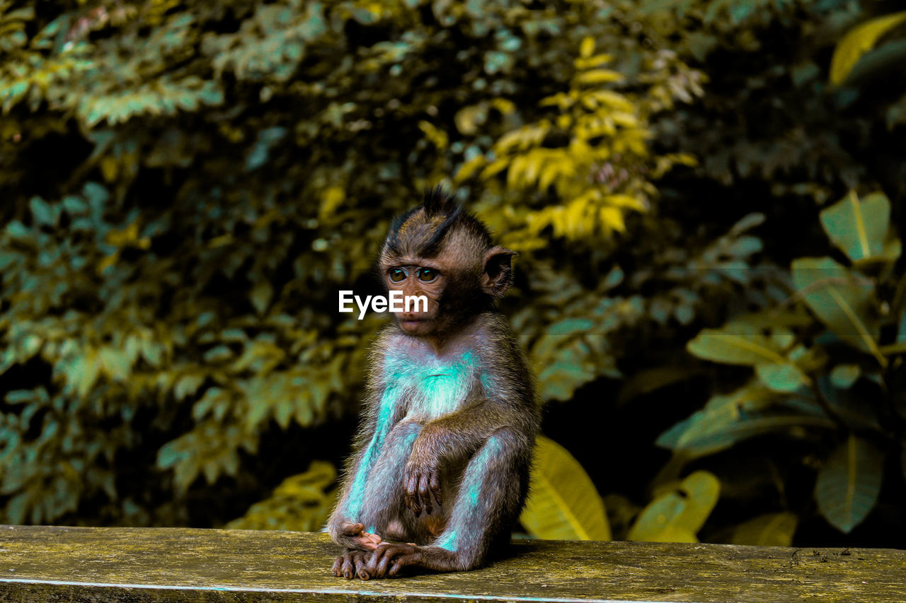 Baby monkey sitting on wood against trees