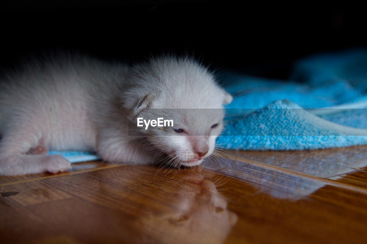 CLOSE-UP OF A CAT LYING ON BED