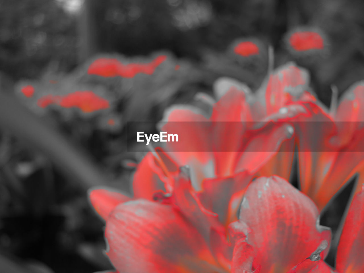 CLOSE-UP OF ORANGE FLOWER BLOOMING OUTDOORS