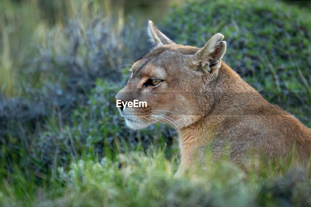 close-up of lioness looking away