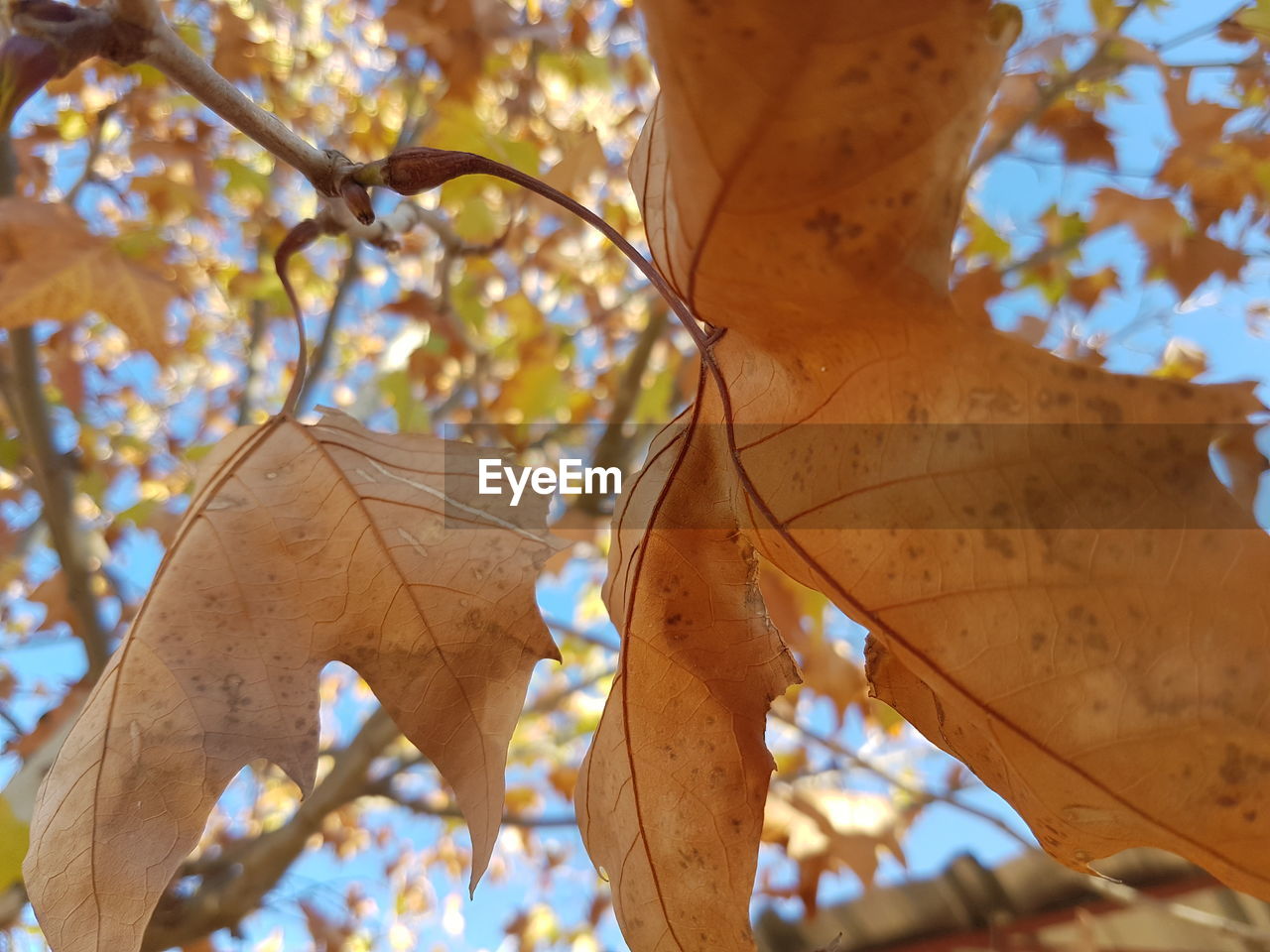 LOW ANGLE VIEW OF MAPLE TREE BRANCH