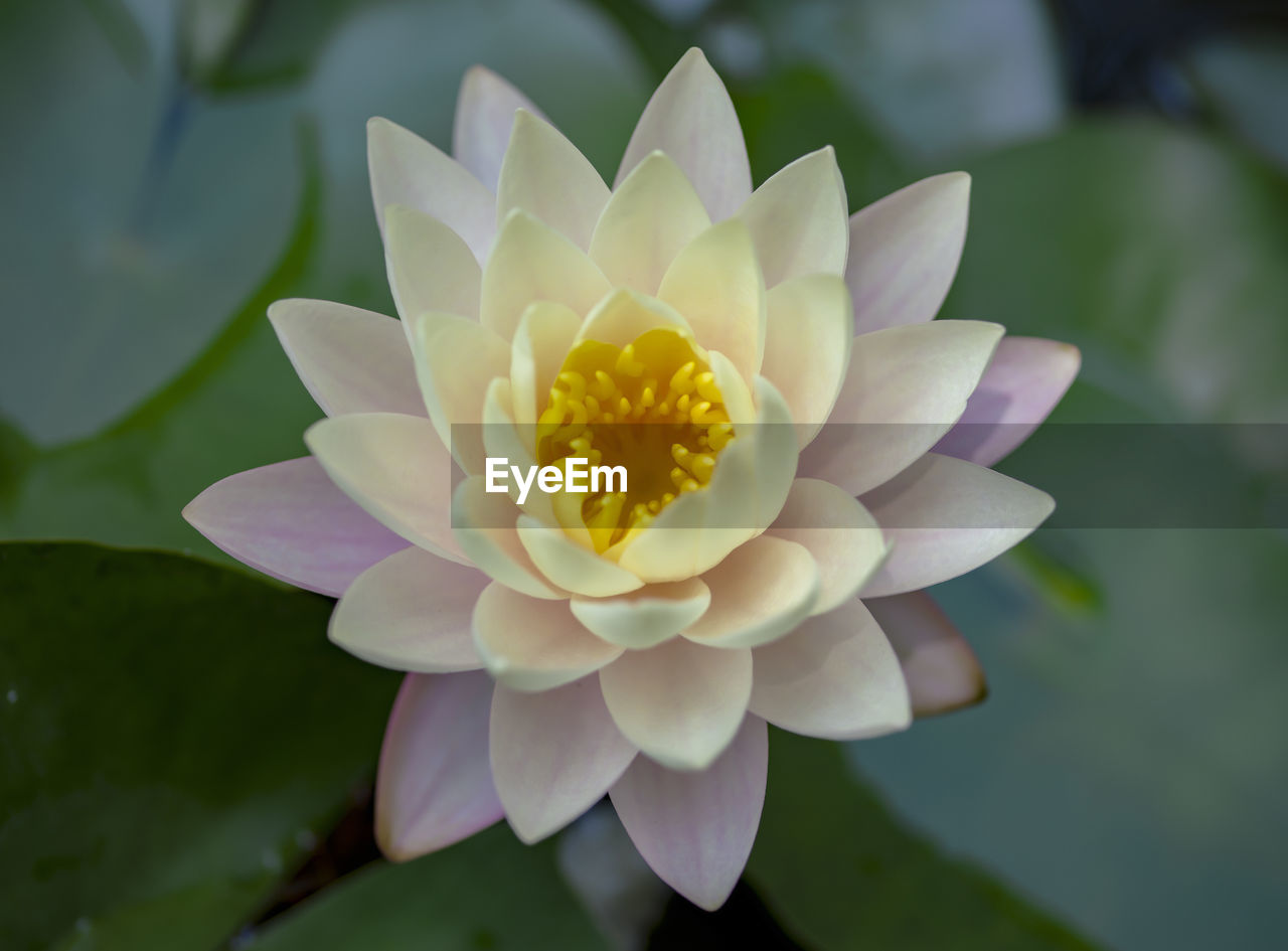 CLOSE-UP OF WHITE FLOWERING PLANTS