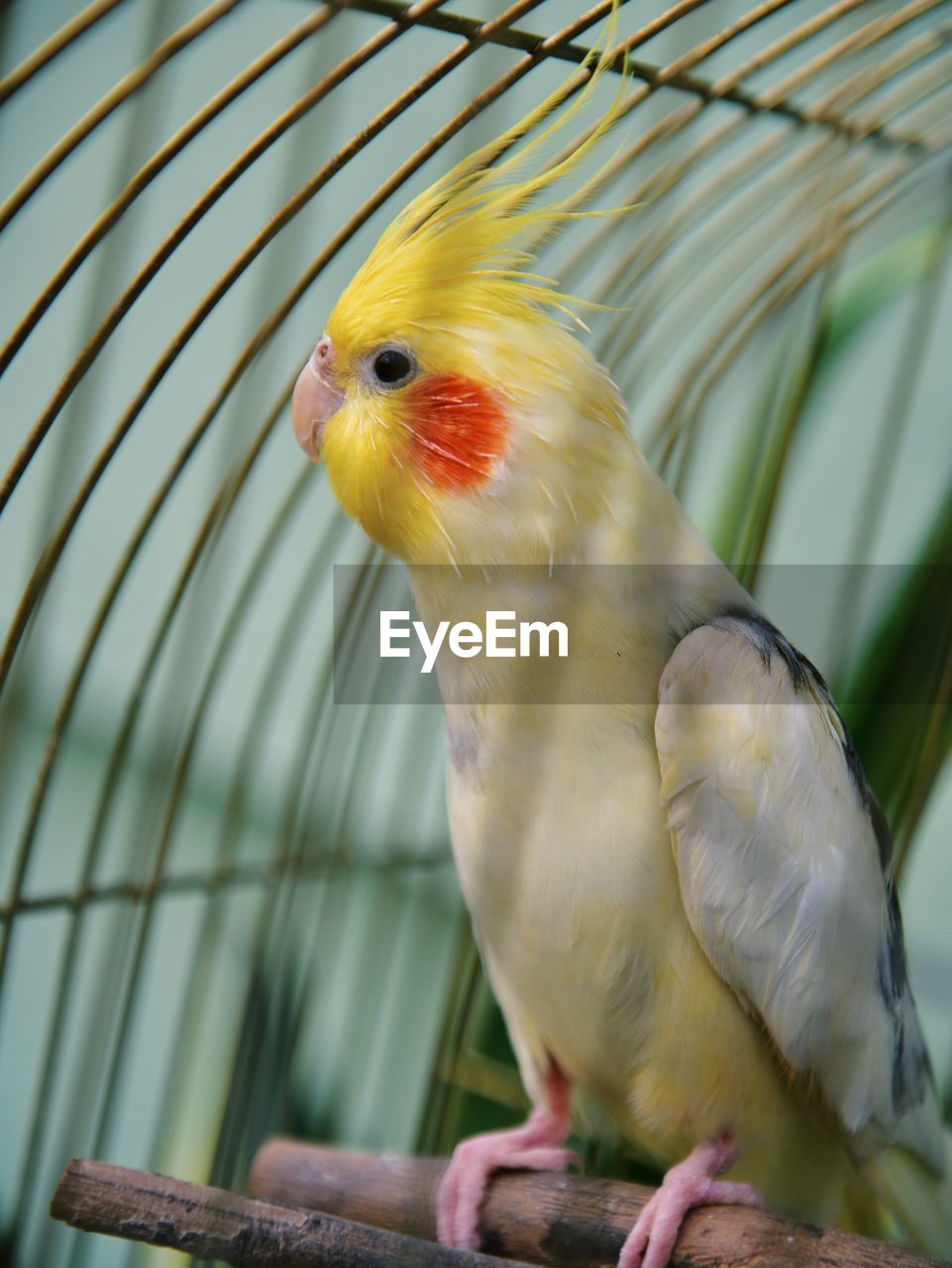 Close-up of parrot in cage