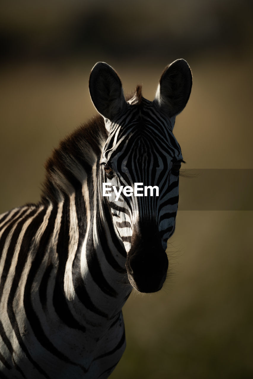 Close-up of plains zebra looking towards camera