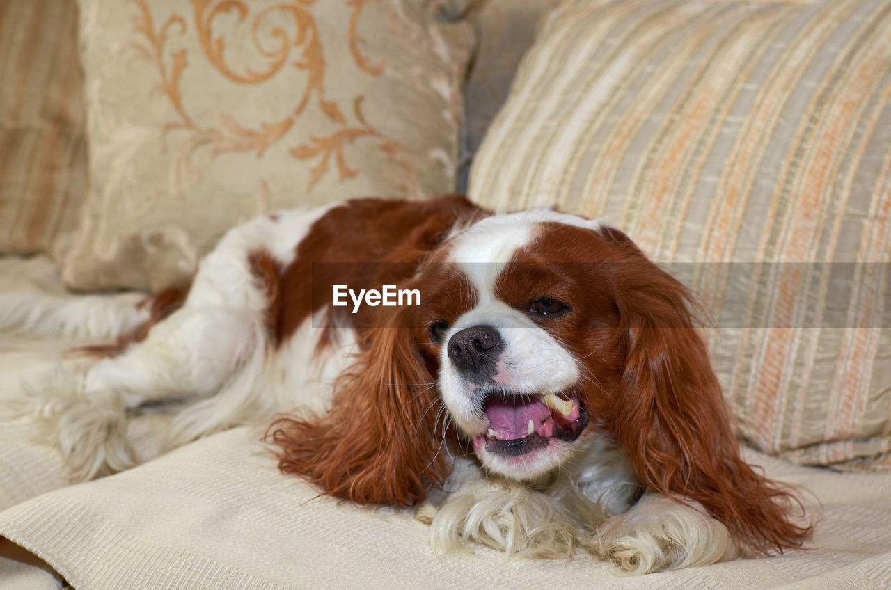 Charming cavalier king charles spaniel enjoying a snack