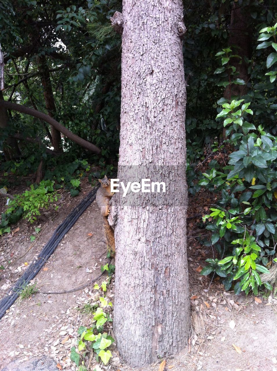 Squirrel on tree trunk in forest