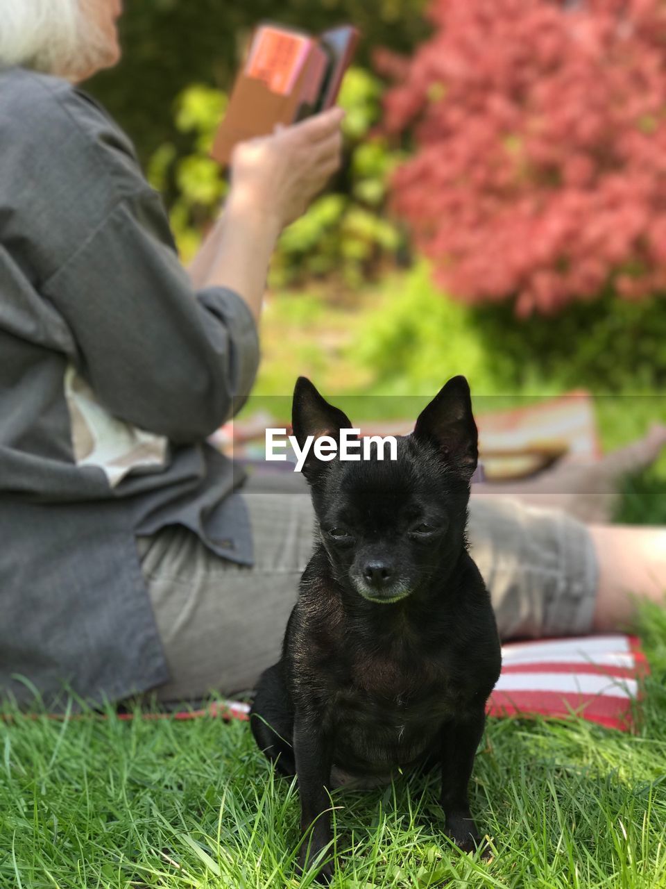 Close-up of dog sitting at lawn with woman in background