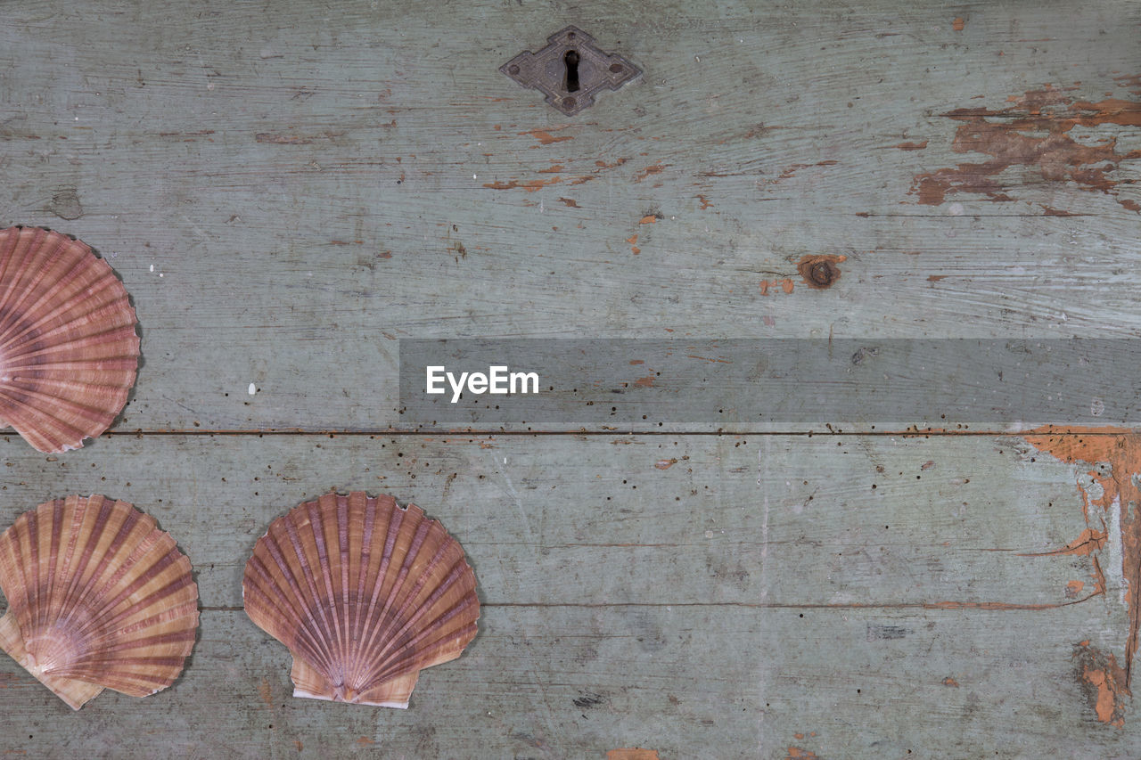 Close-up of shells on wooden wall