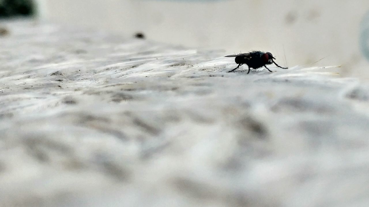 CLOSE-UP OF HOUSEFLY ON LEAF