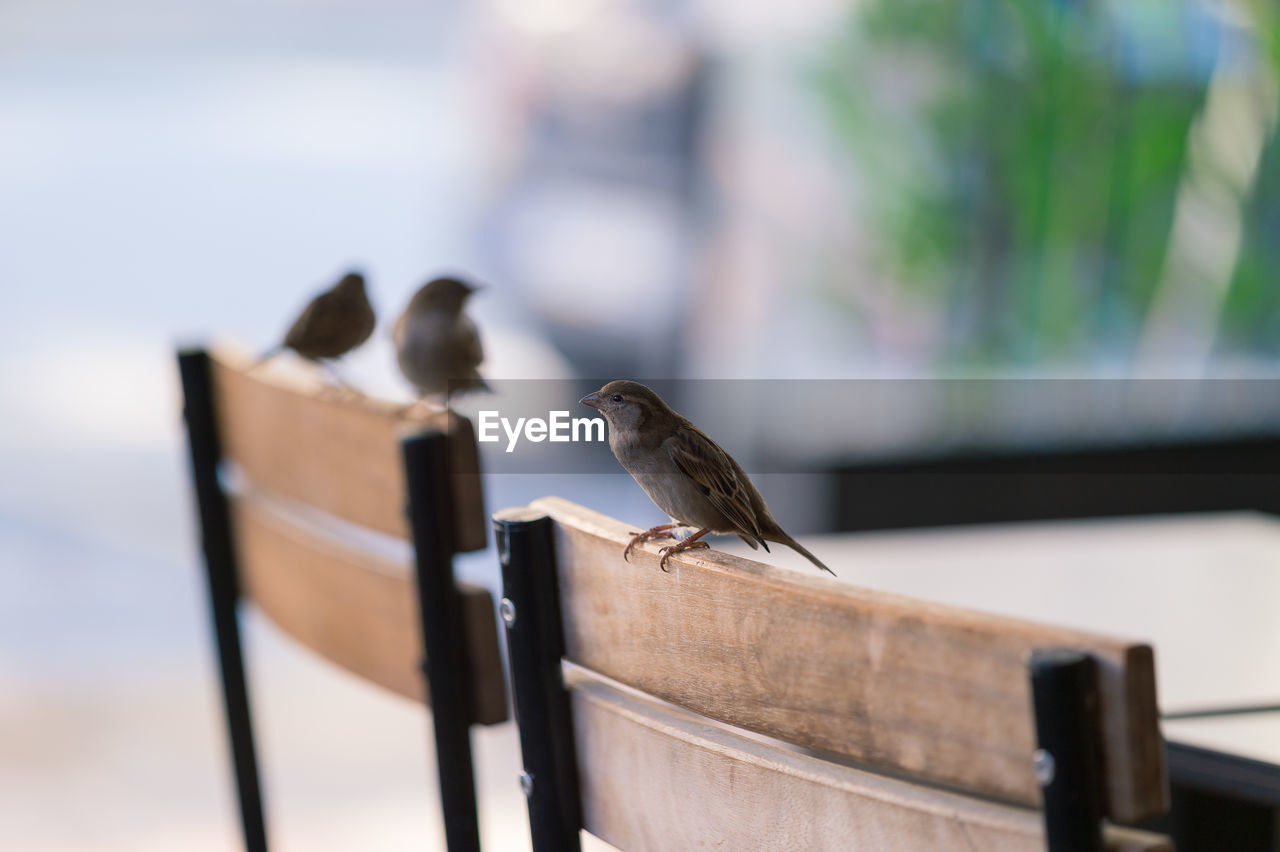 Sparrows perching on chairs