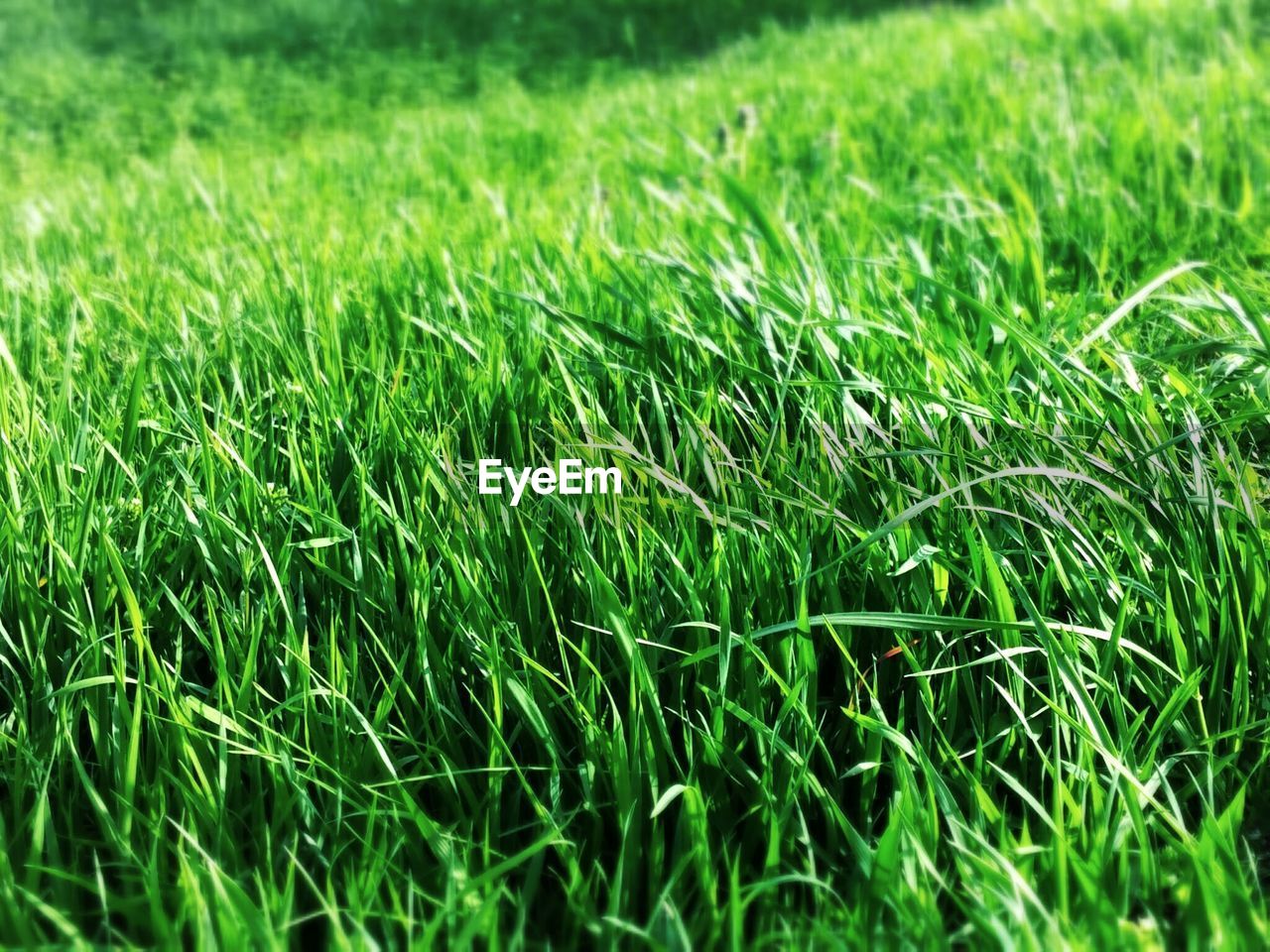 Full frame shot of grassy field