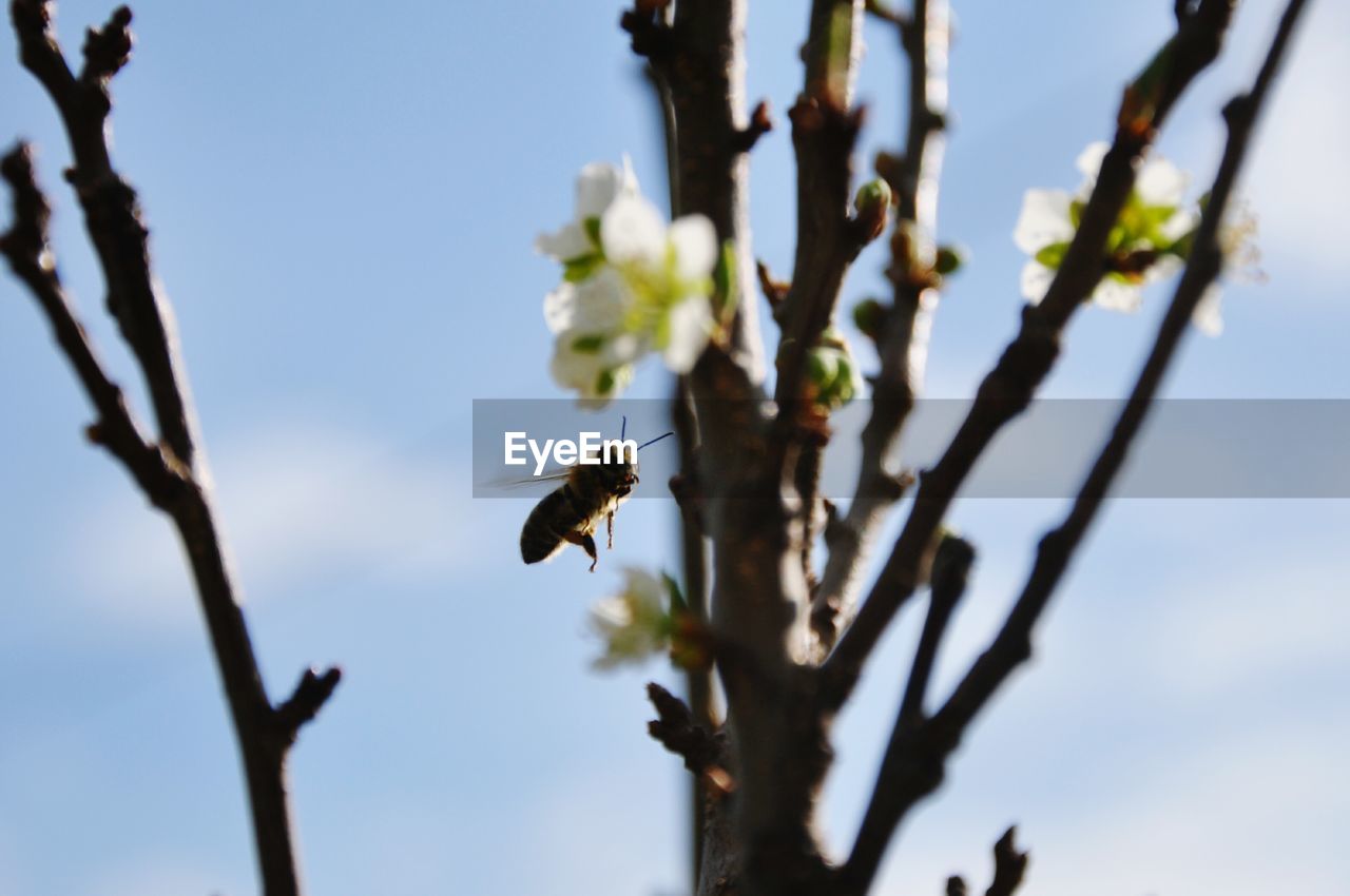 LOW ANGLE VIEW OF INSECT ON FLOWERS