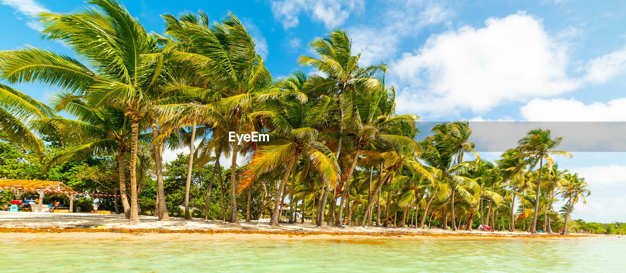 SCENIC VIEW OF PALM TREES ON BEACH AGAINST SKY