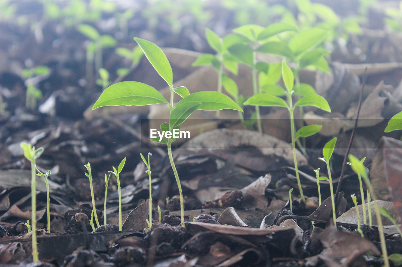 CLOSE-UP OF FRESH GREEN PLANTS IN FIELD