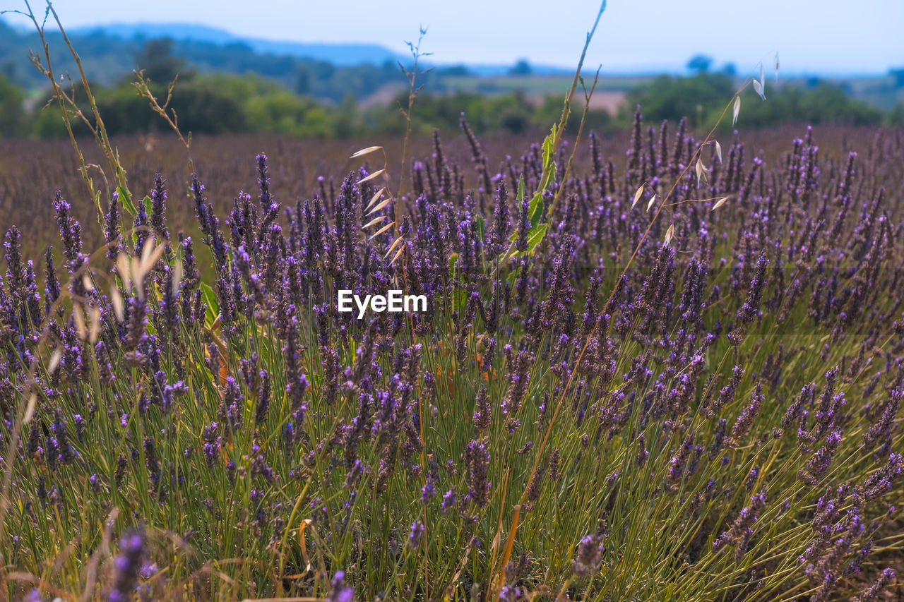 Close-up of purple flowers growing in field